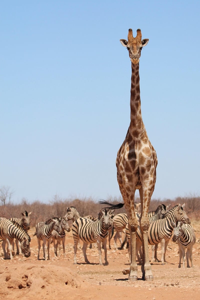 Wildlife safaris